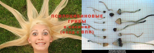 каннабис Корсаков